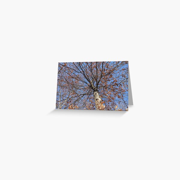 Dry autumn leaves on the tree Greeting Card