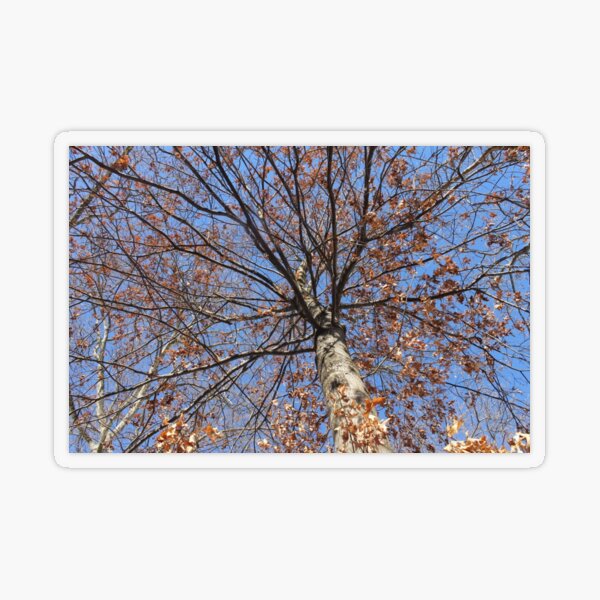 Dry autumn leaves on the tree Transparent Sticker