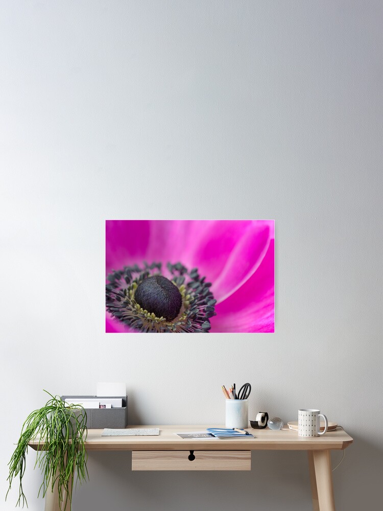 Thumbnail 2 of 3, Poster, Shocking Pink Anemone designed and sold by imagejournal.