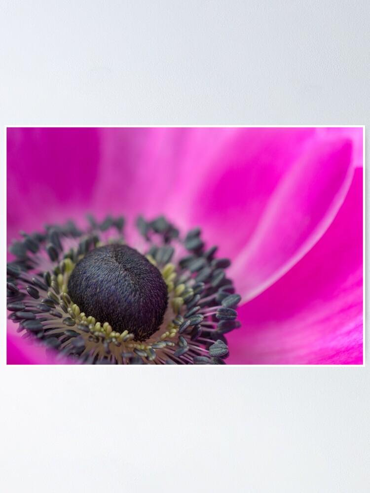 Thumbnail 1 of 3, Poster, Shocking Pink Anemone designed and sold by imagejournal.