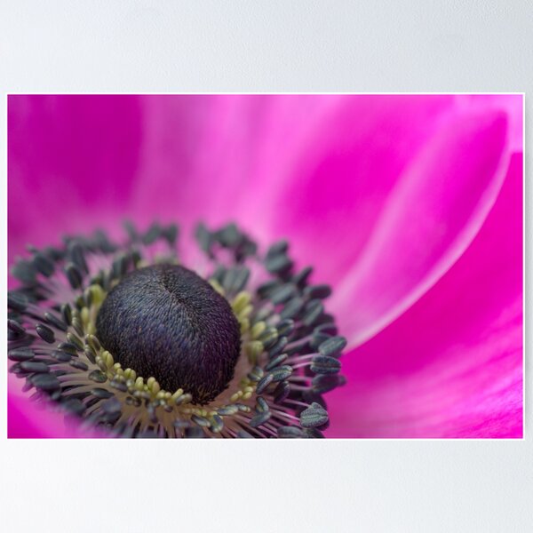 Item preview, Shocking Pink Anemone designed and sold by imagejournal.