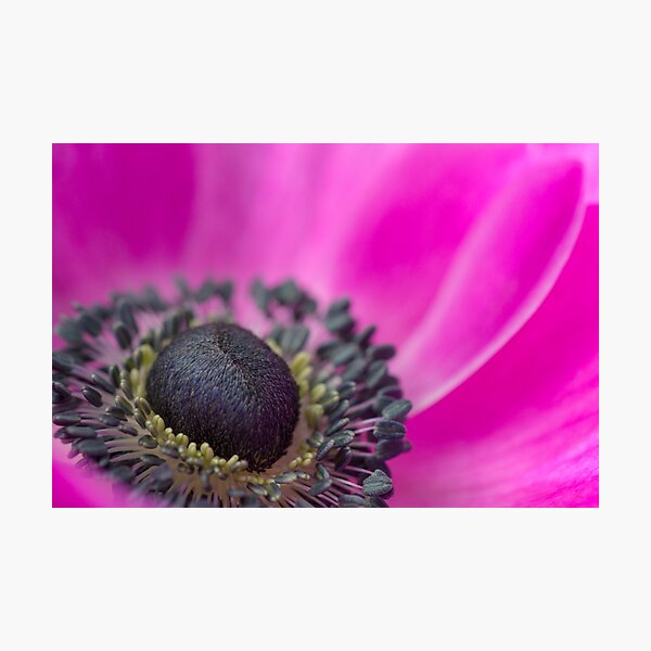 Aperçu de l'œuvre Shocking Pink Anemone créée et vendue par imagejournal.