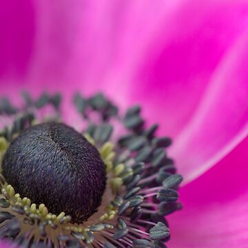 Artwork thumbnail, Shocking Pink Anemone by imagejournal