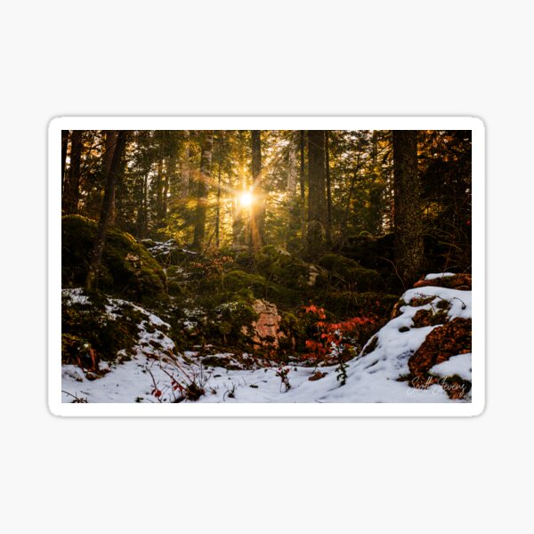 Winter sun through the trees Sticker