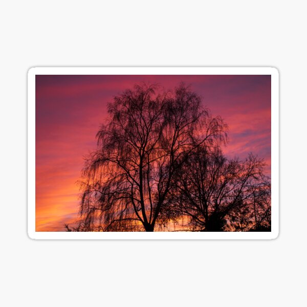 Silhoutted trees against a vibrant sunset Sticker