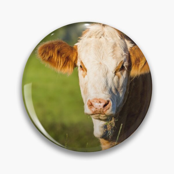Artikelvorschau, Simmentaler Kalb entworfen und verkauft von Jane Stanley Photography.