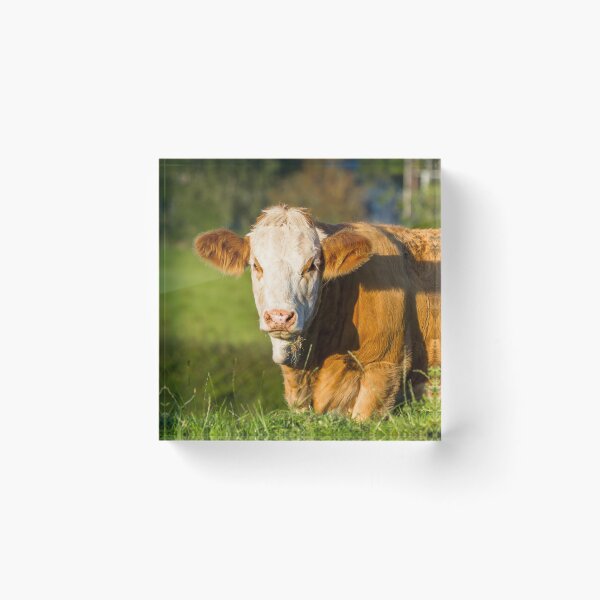 Item preview, Simmental Calf designed and sold by Jane Stanley Photography.