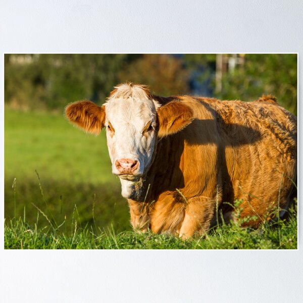 Item preview, Simmental Calf designed and sold by Jane Stanley Photography.