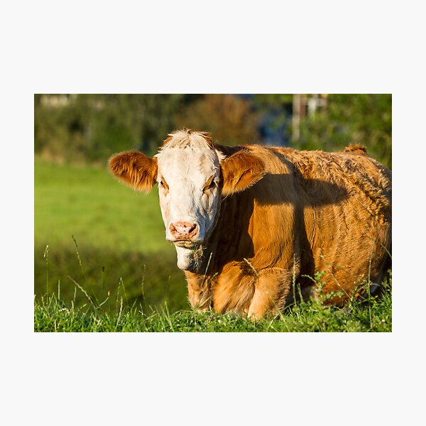 Item preview, Simmental Calf designed and sold by Jane Stanley Photography.