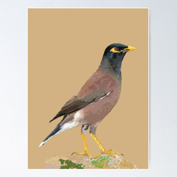 Indian myna Cut Out Stock Images & Pictures - Alamy