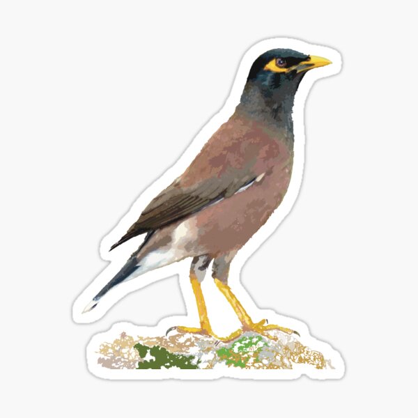 Item preview,  Myna Bird Hawaiʻi designed and sold by NJartbyNJacobson.