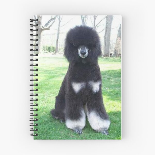 Item preview, Poodle photo cute pet dog dos pets puppy sweet  designed and sold by Coolstuff4you71.