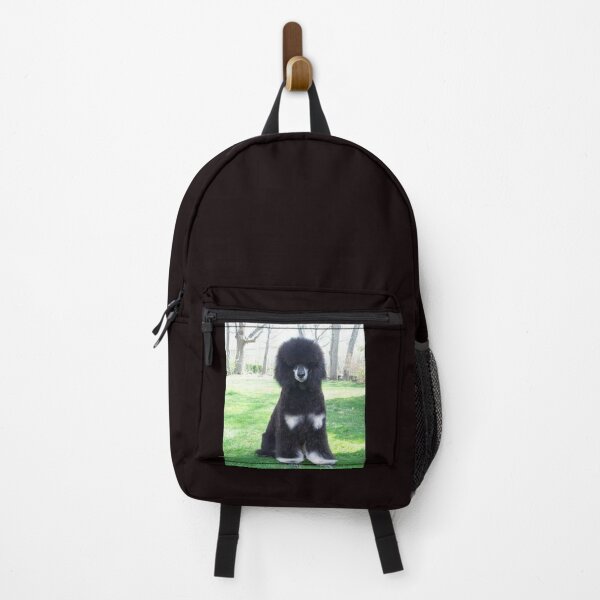 Item preview, Poodle photo cute pet dog dos pets puppy sweet designed and sold by Coolstuff4you71.
