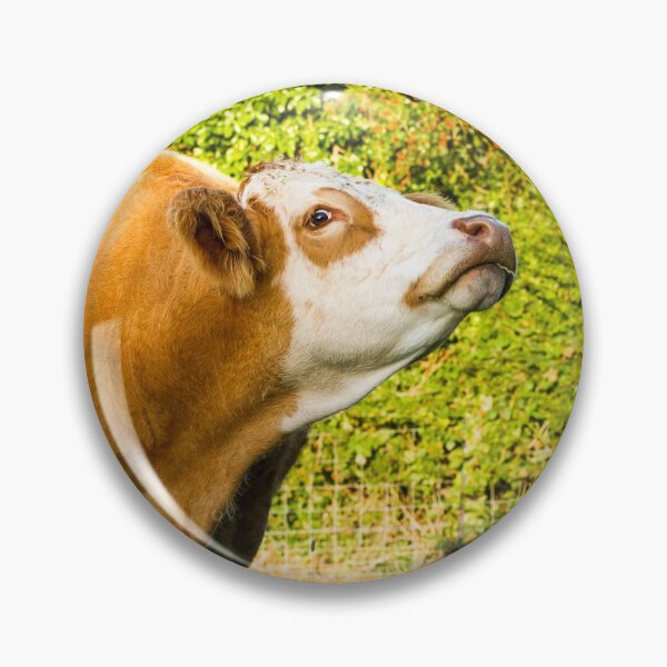 Artikelvorschau, Simmentaler Kuh entworfen und verkauft von Jane Stanley Photography.