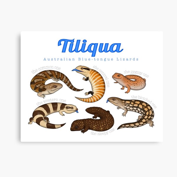 Item preview, Blue-tongue Lizards designed and sold by miss-varanus.