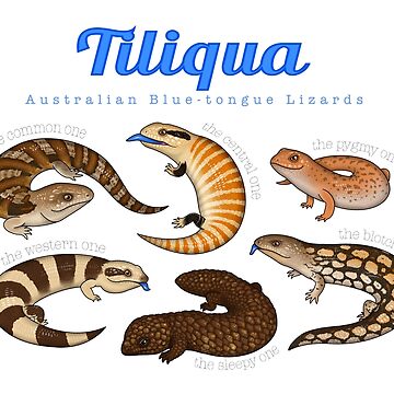 Artwork thumbnail, Blue-tongue Lizards by miss-varanus