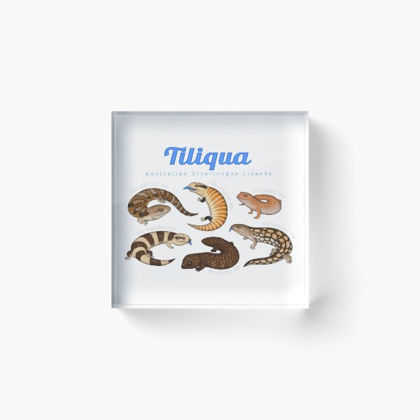 Blue-tongue Lizards Acrylic Block
