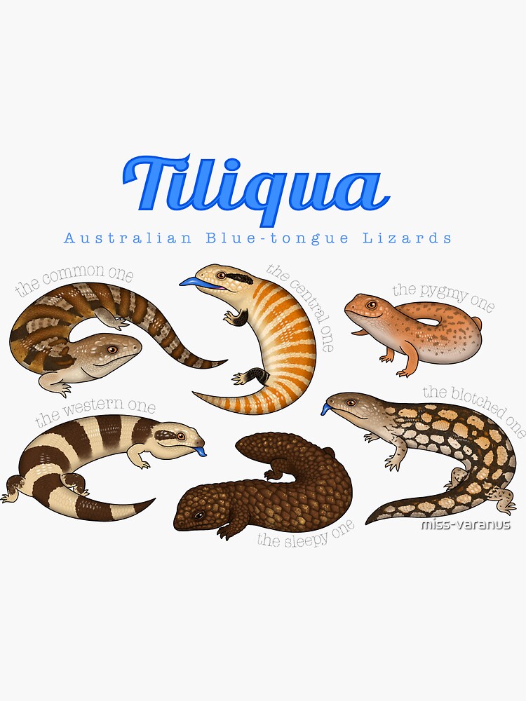 Thumbnail 3 of 3, Sticker, Blue-tongue Lizards designed and sold by miss-varanus.
