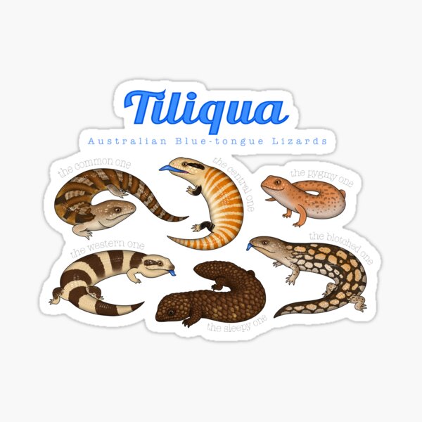 Item preview, Blue-tongue Lizards designed and sold by miss-varanus.