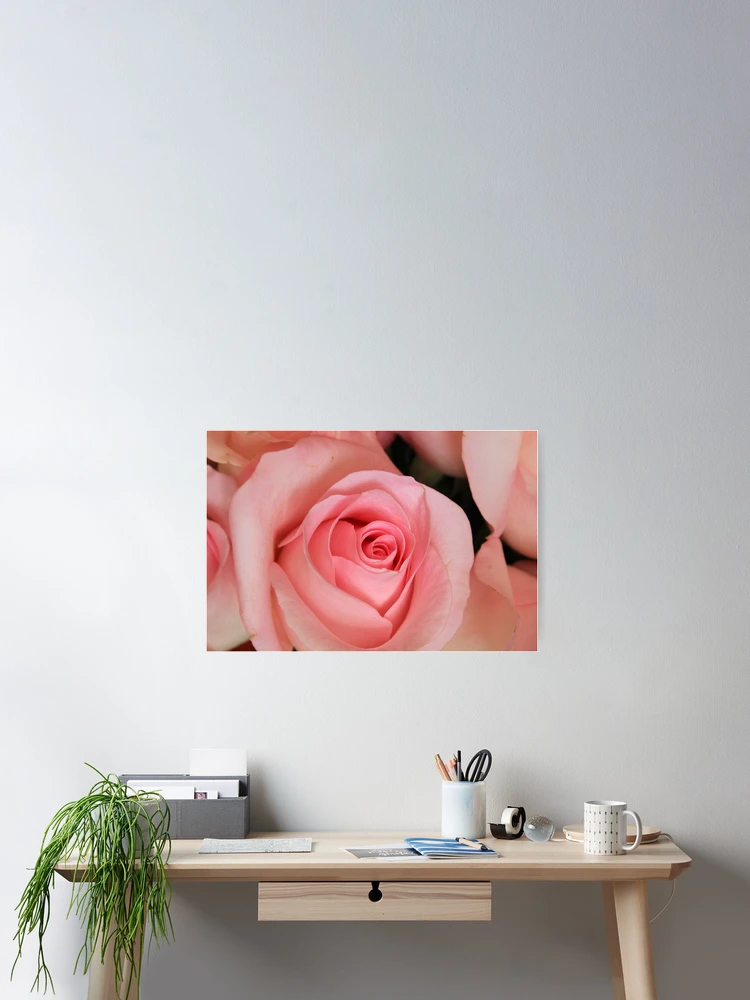 Thumbnail 2 of 3, Poster, Pink Roses designed and sold by rhamm.