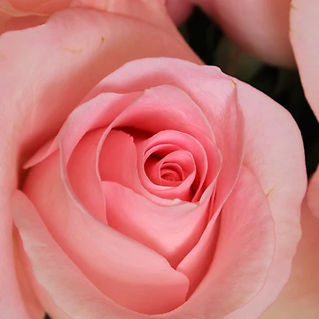 Artwork thumbnail, Pink Roses by rhamm