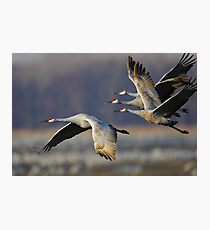 Sandhill Cranes in Flight Photographic Print