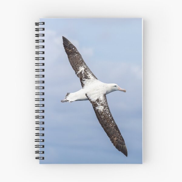 Item preview, Wandering Albatross designed and sold by iansmissenphoto.