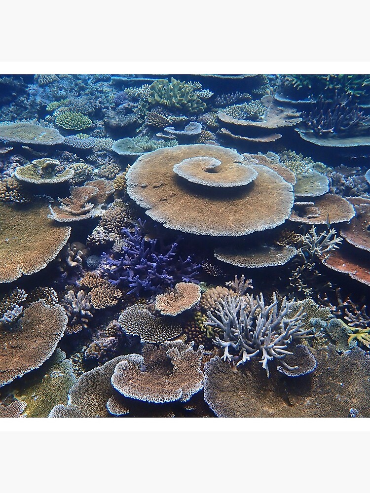 Bandjin Reefs III by neoniphon