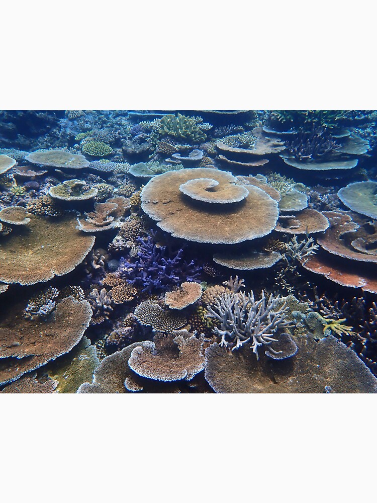 Bandjin Reefs III by neoniphon