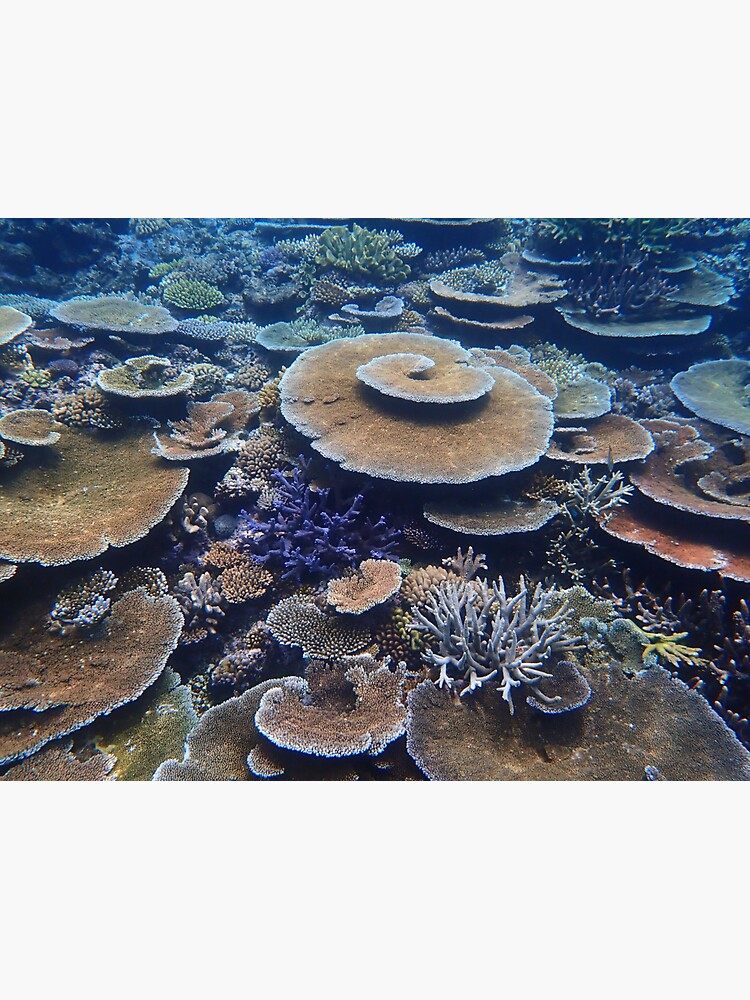Bandjin Reefs III by neoniphon