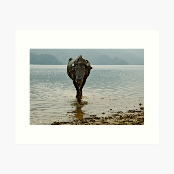 Item preview, Water Buffalo designed and sold by Valerie Rosen Photography.