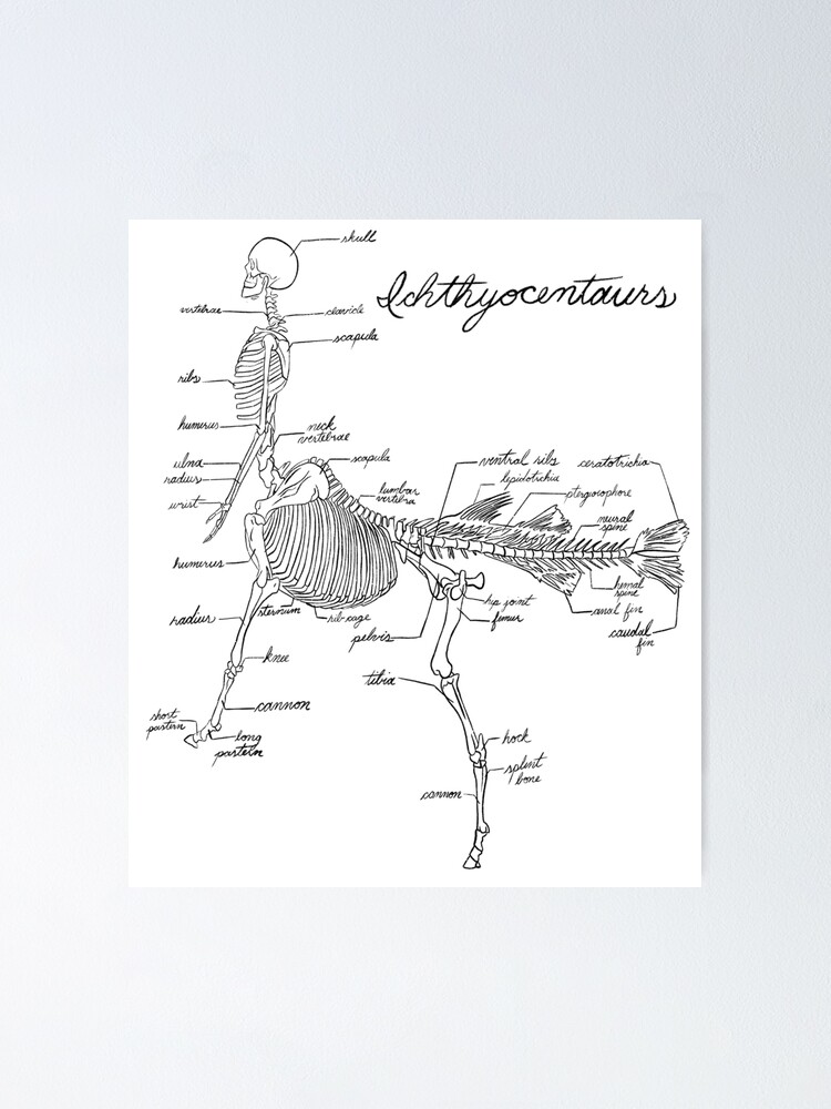 ictiocentauros mitología griega