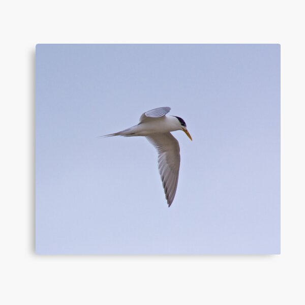 Item preview, MARINE BIRD ~ Crested Tern 47zFc7An by David Irwin designed and sold by tasmanianartist.