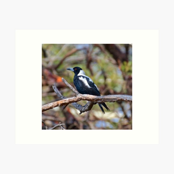 MAGPIE ~ Australian Magpie YJ68W67A by David Irwin Art Print