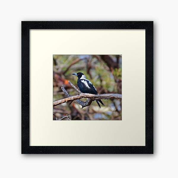 MAGPIE ~ Australian Magpie YJ68W67A by David Irwin Framed Art Print