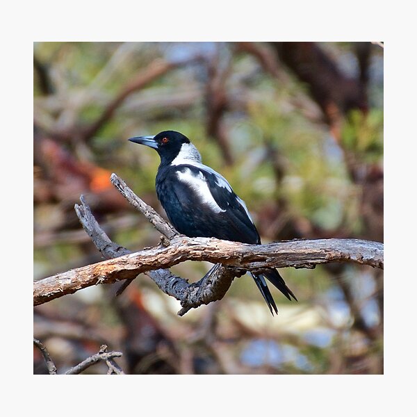 MAGPIE ~ Australian Magpie YJ68W67A by David Irwin Photographic Print