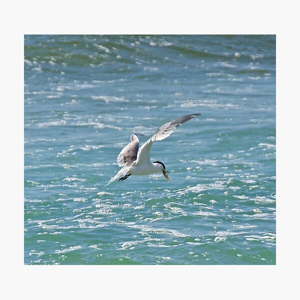Item preview, MARINE BIRD ~ Crested Tern M6RoVX2p by David Irwin designed and sold by tasmanianartist.