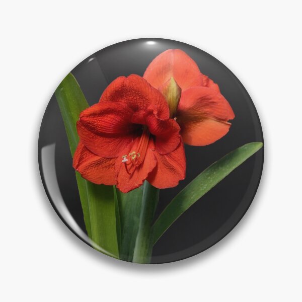Item preview, Red Amaryllis designed and sold by Lynn Bolt.