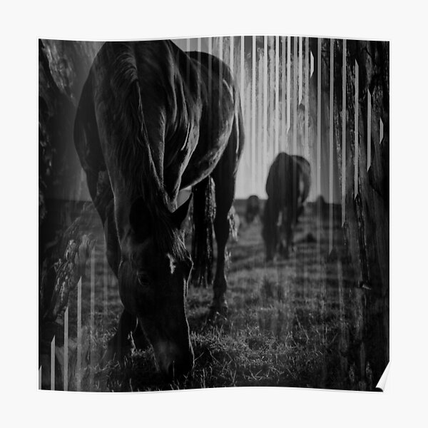 "Horses in black and white" Poster for Sale by PetruLee Redbubble