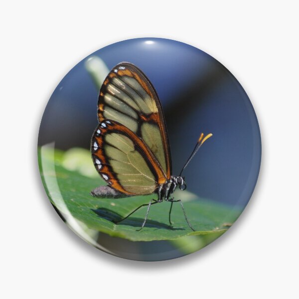 Item preview, Salapia Glasswing (Ithomia salapia) Butterfly Peru designed and sold by Schoensl.
