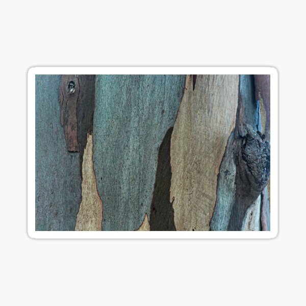 Eucalyptus Tree Bark and Wood Abstract Natural Texture 43 Sticker