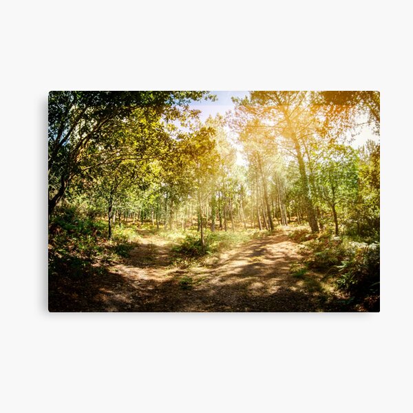 Forêt des Landes Canvas Print