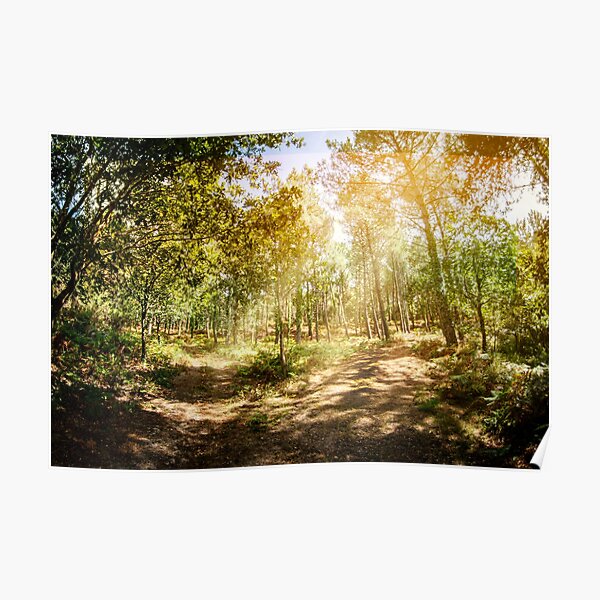Forêt des Landes Poster
