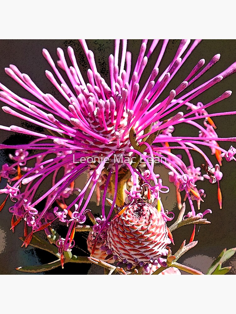 Pixie Mop. Ambergate Reserve. Busselton Western Australia by yallmia