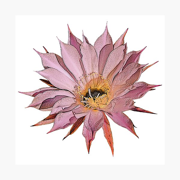 Item preview, Cactus Flower 3 designed and sold by MG-Photo.