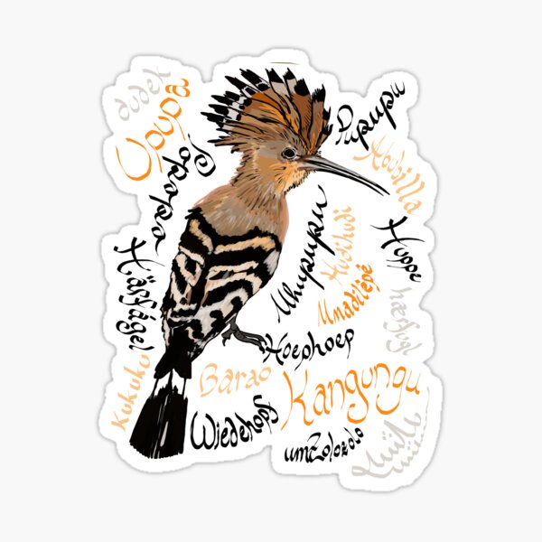 Hoopoe: Upupa epops, "hudhud" Sticker