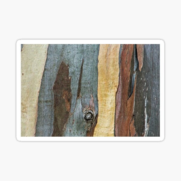 Eucalyptus Tree Bark and Wood Abstract Natural Texture 44 Sticker