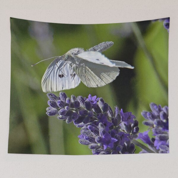 Item preview, Love  Papillons - Butterfly  20 (h)  Okaio Création  Panasonic fz 1000   510.000 photos 2016 designed and sold by o.okaïo.