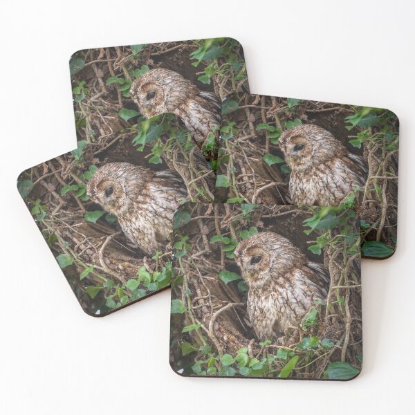 Item preview, Tawny Owl designed and sold by Steve Liptrot Photography.