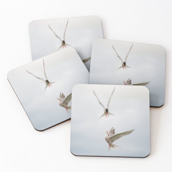 Item preview, Common Terns designed and sold by Steve Liptrot Photography.